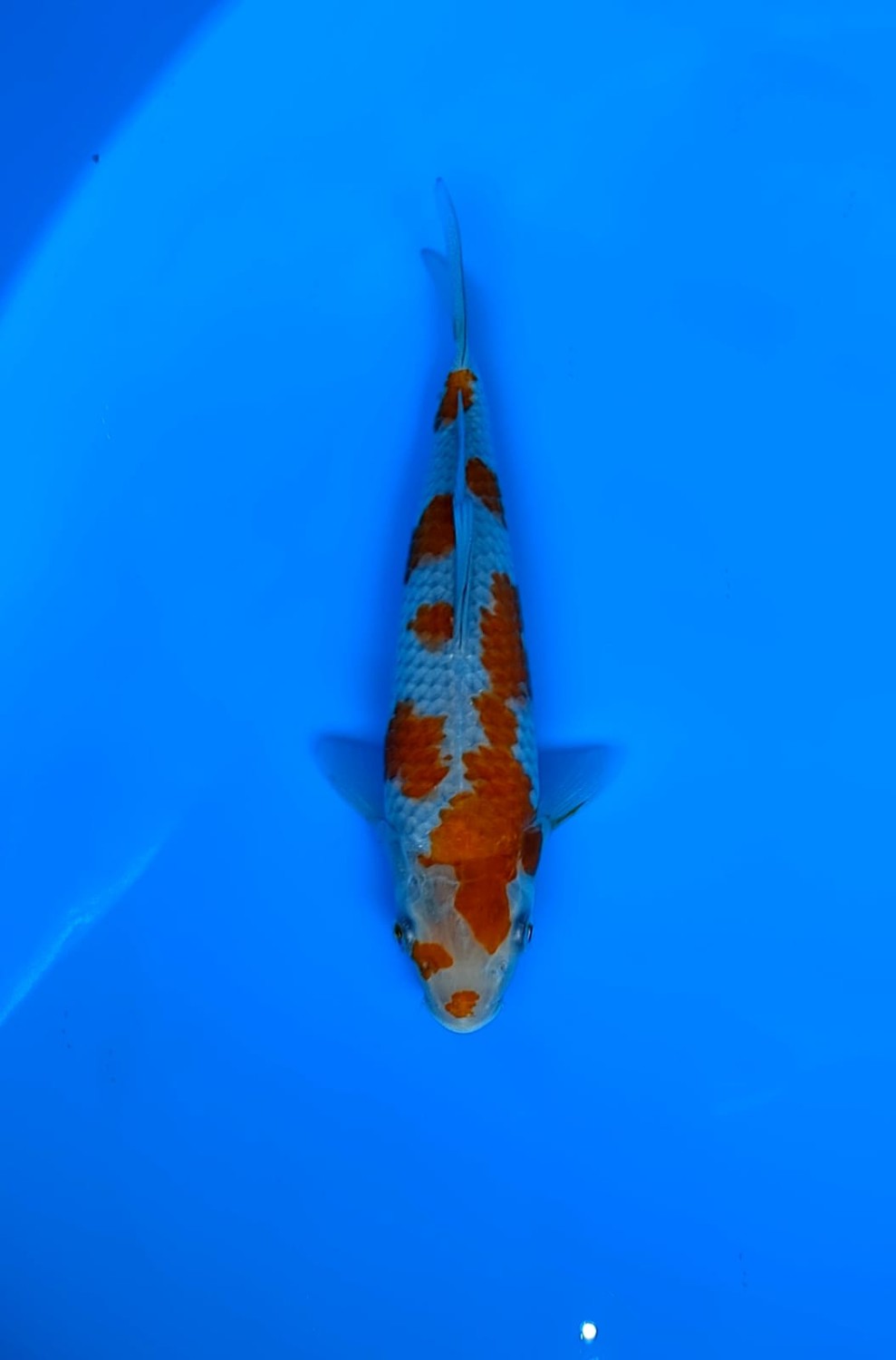 Juara 3
