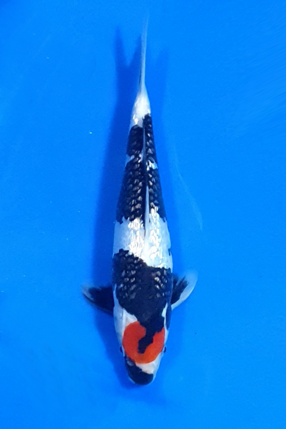 Juara 1