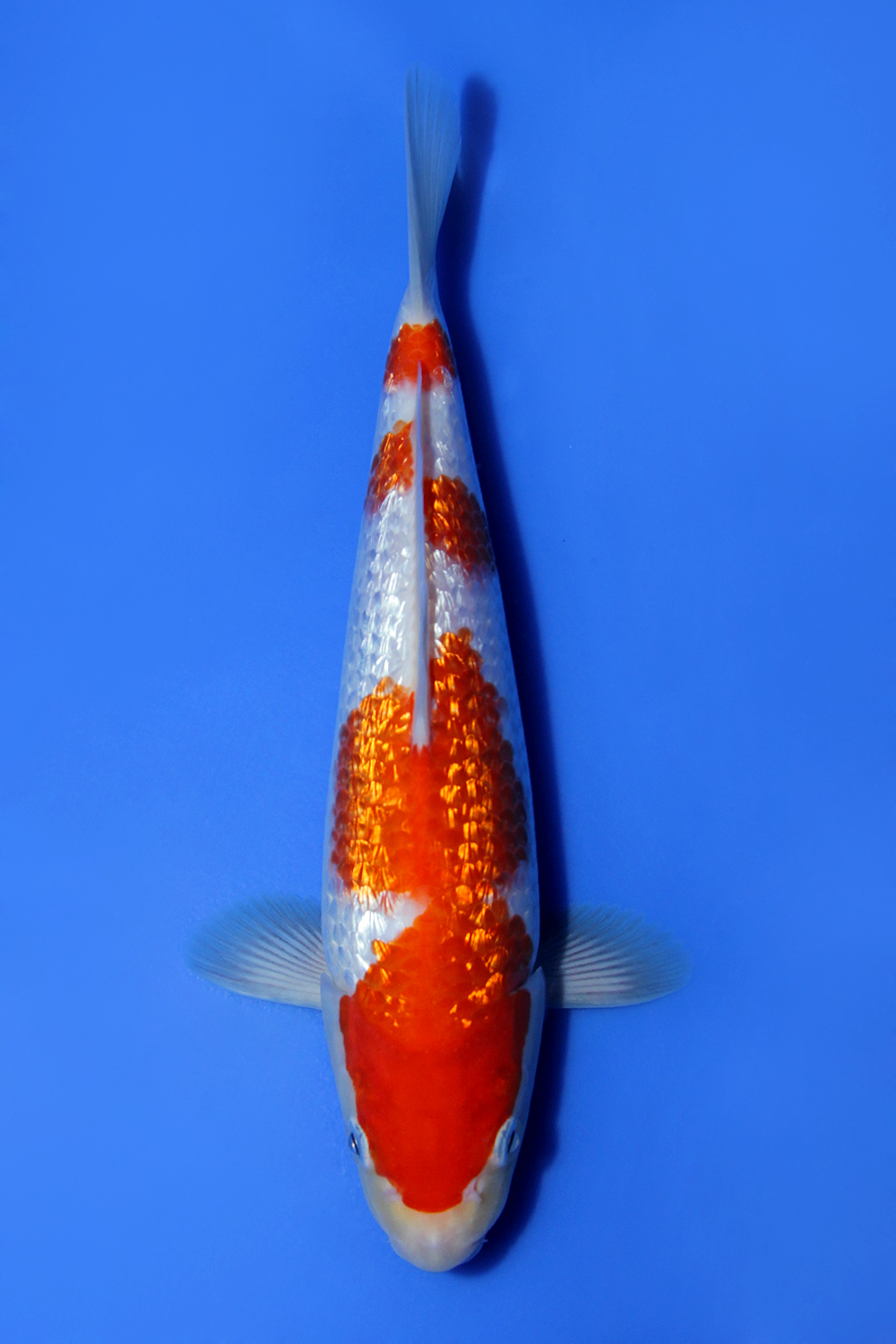 Juara 3