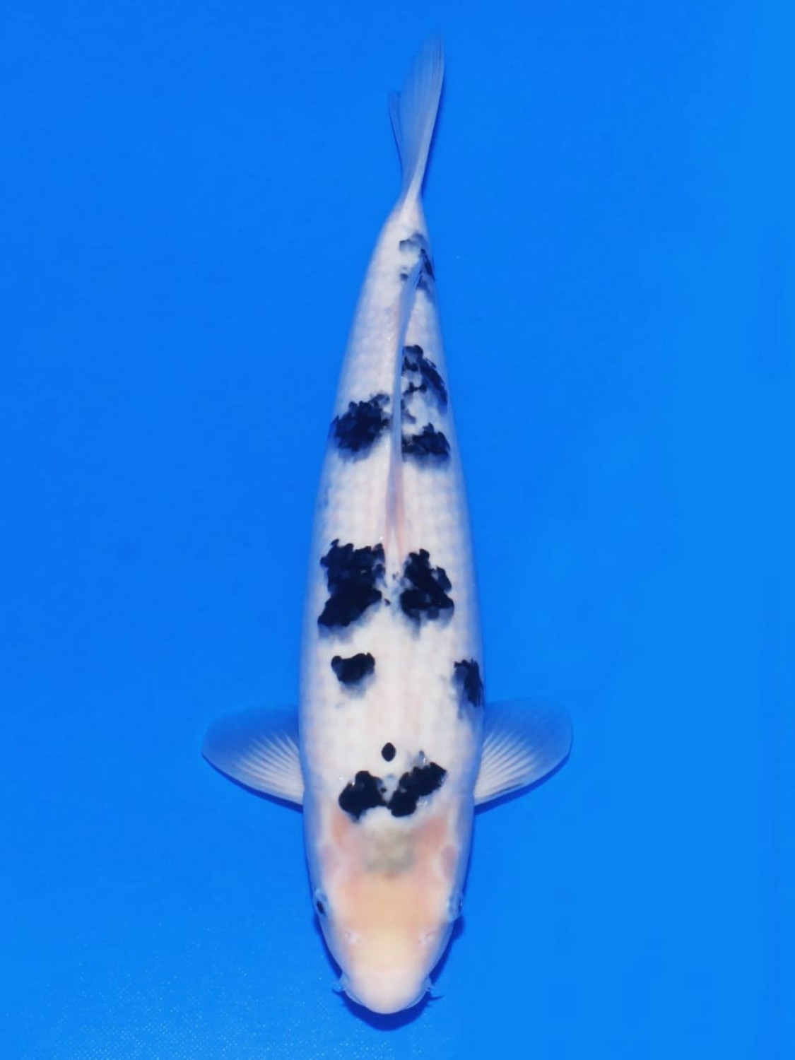 Juara 1