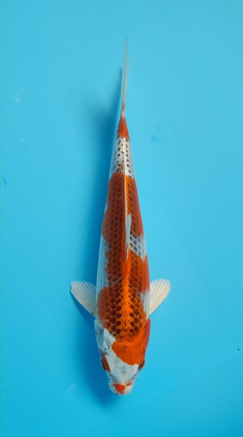 Juara 3