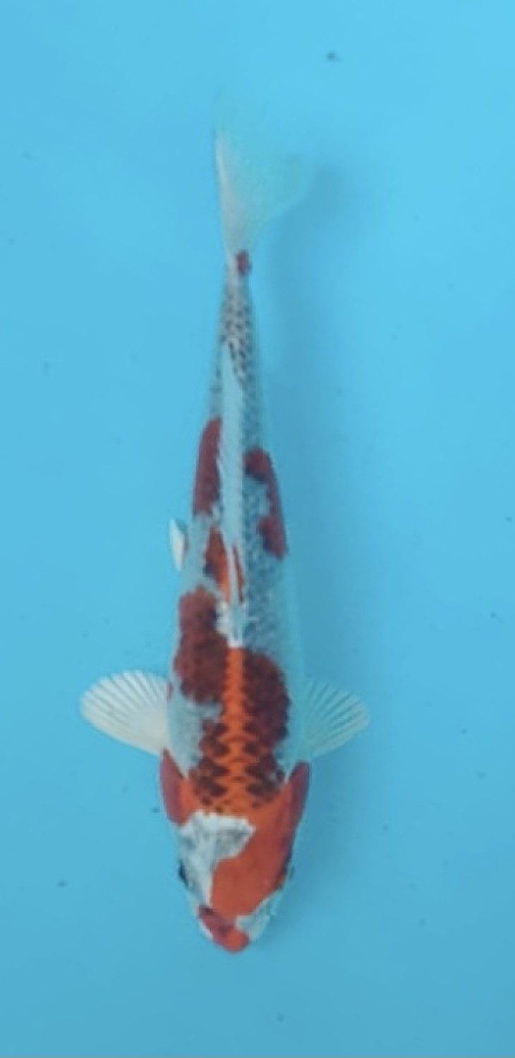 Juara 5