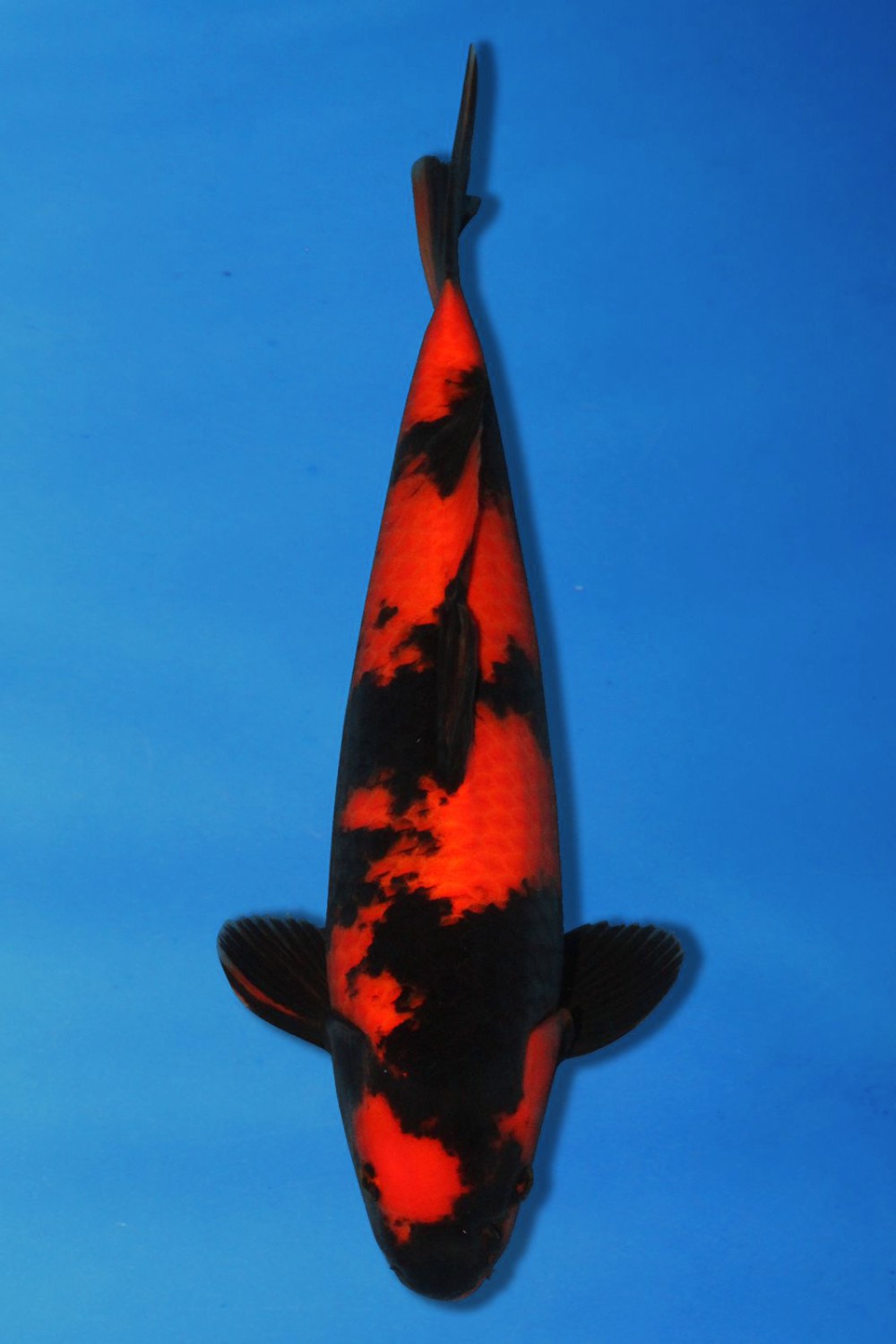 Juara 3