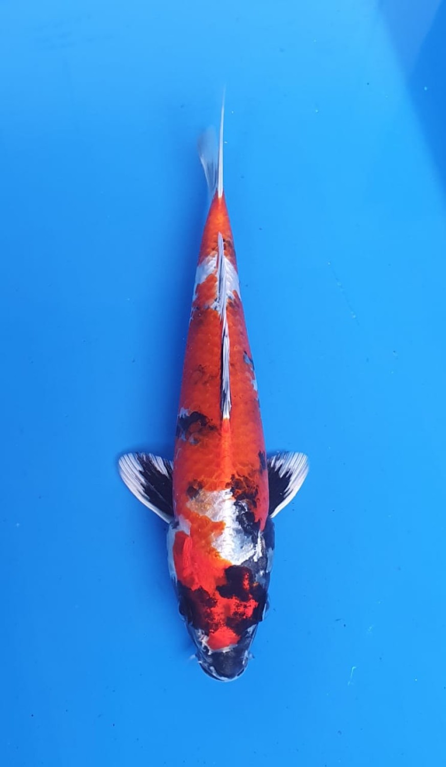 Juara 5