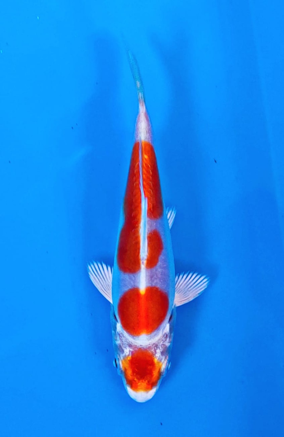 Juara 2