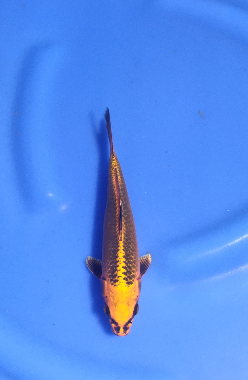 Juara 5