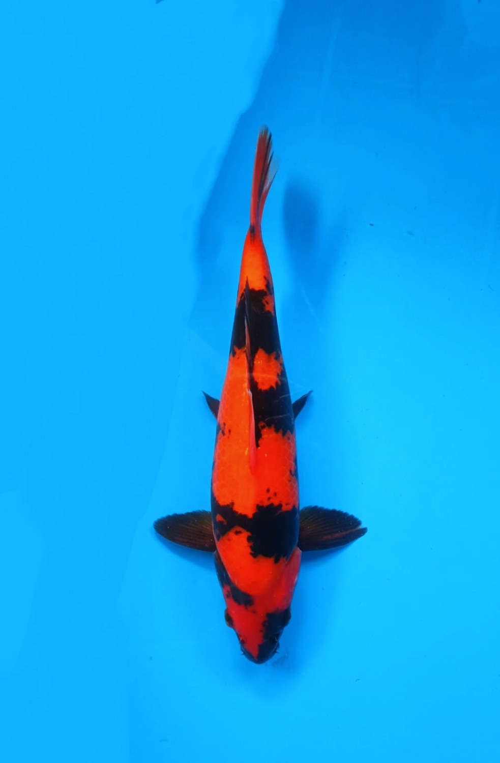 Juara 1