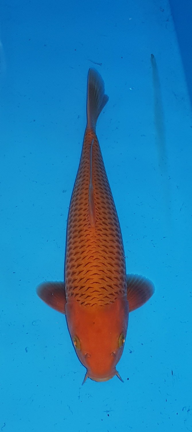 Juara 2