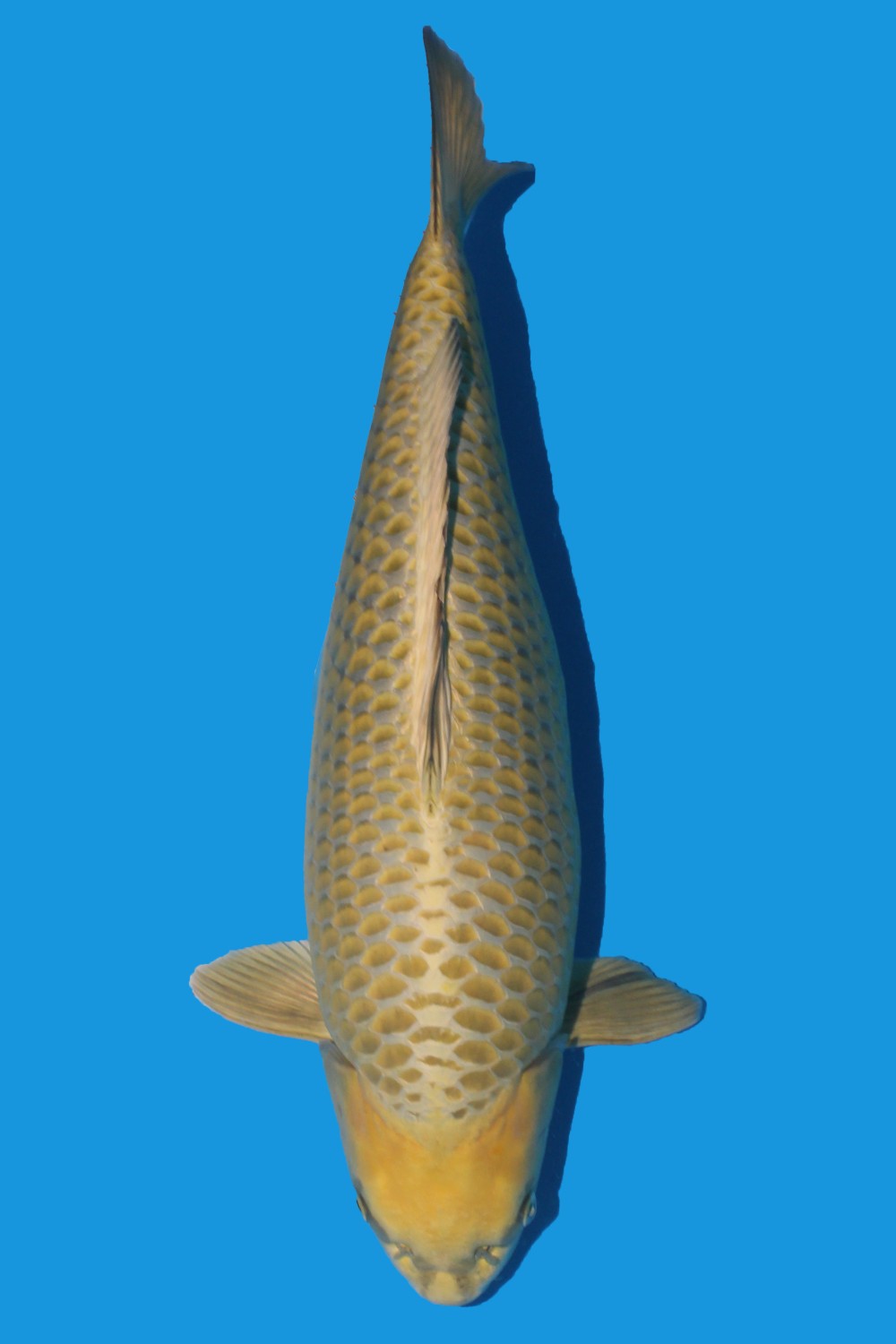 Juara 3