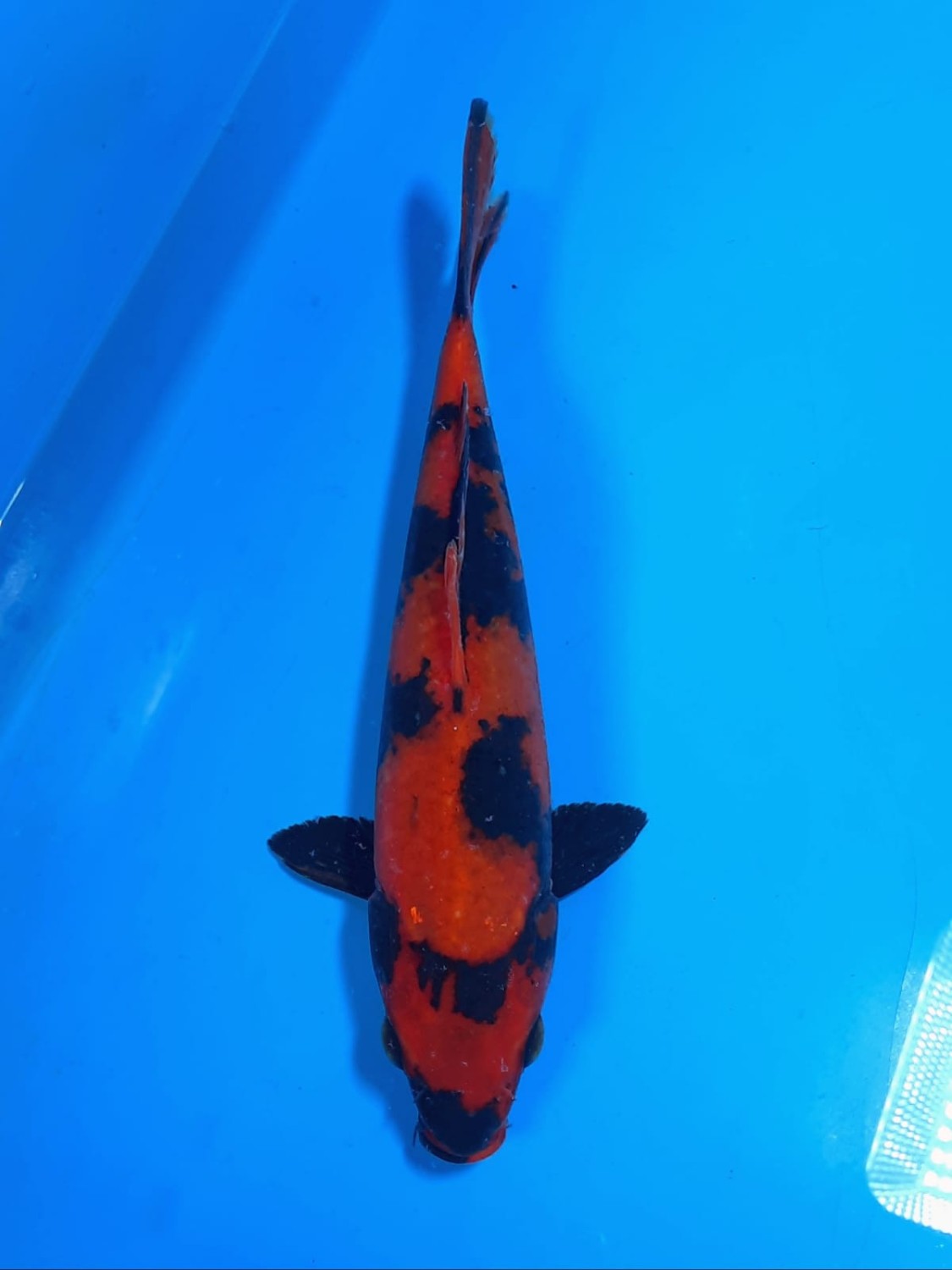 Juara 4