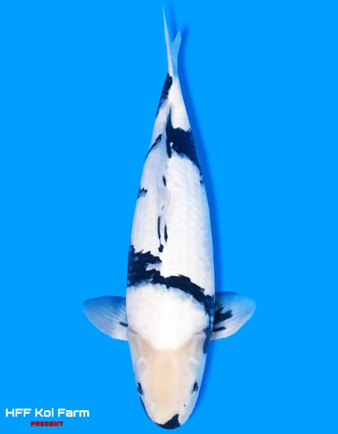 Juara 1