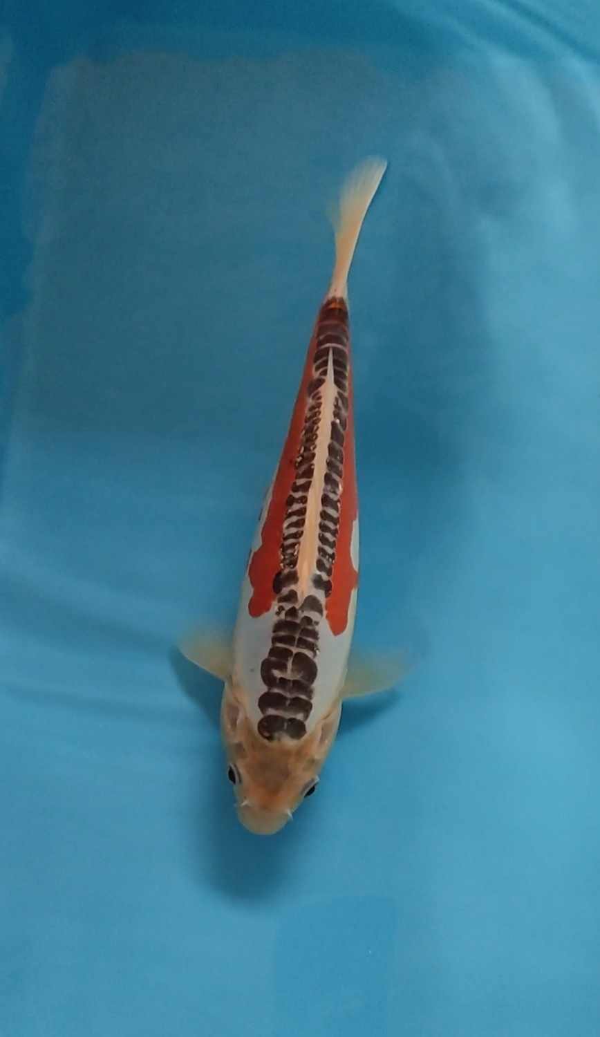 Juara 3