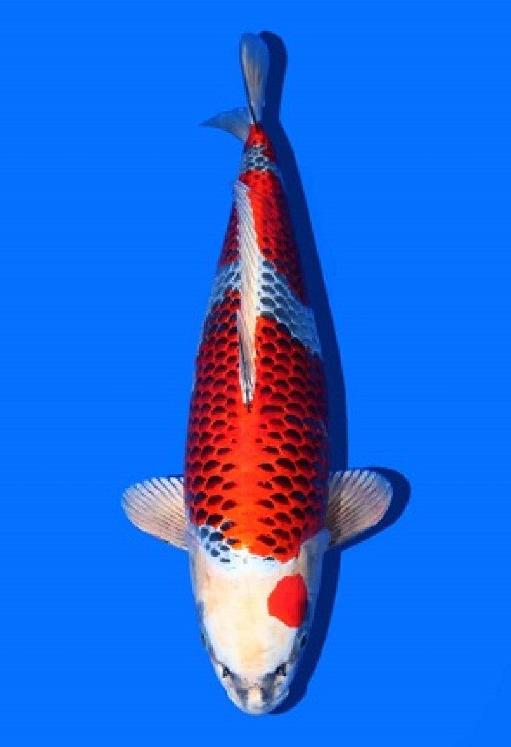 Juara 1