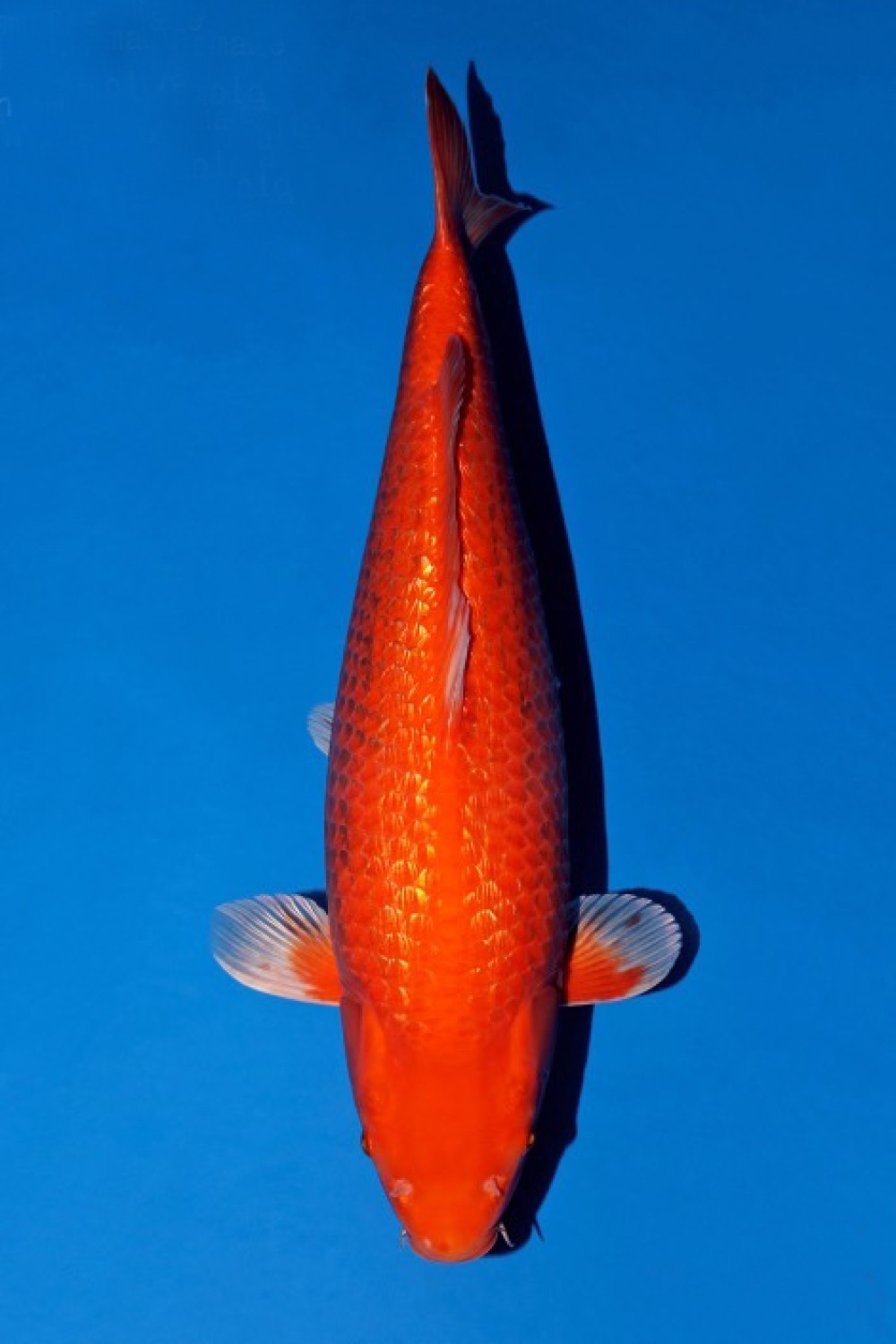 Juara 1