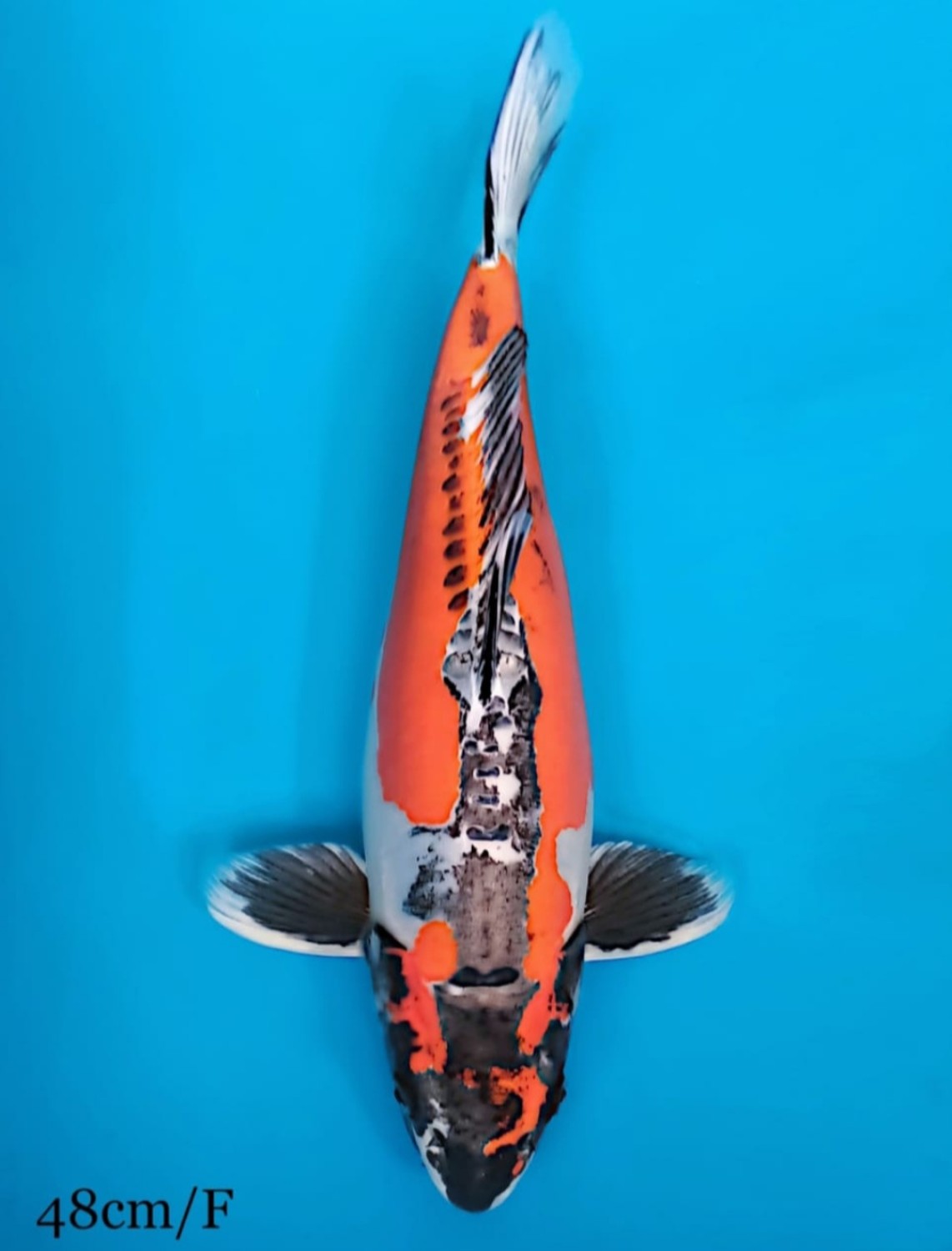 Juara 2
