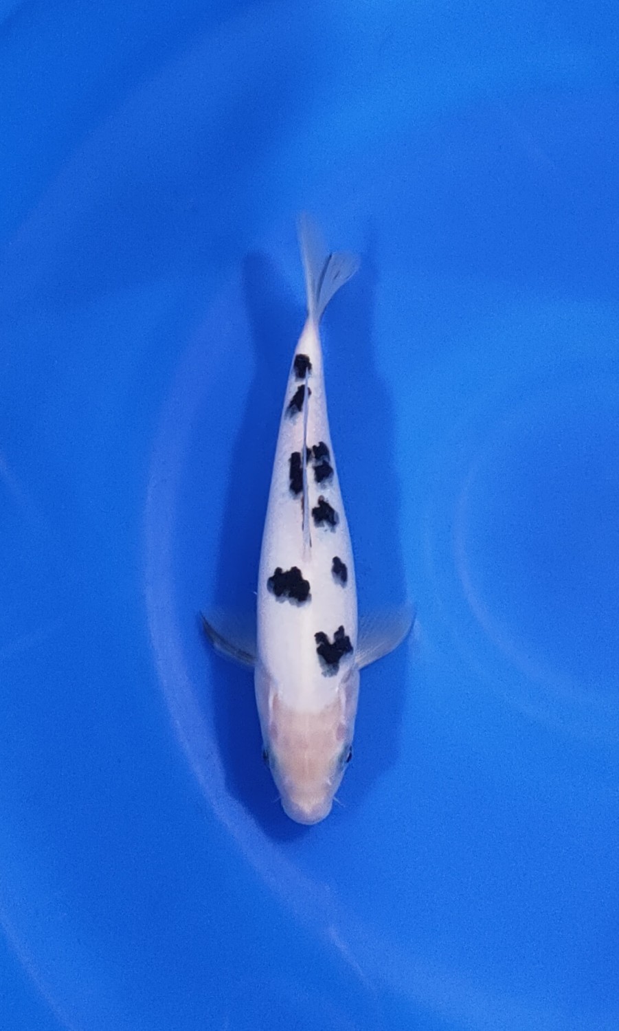 Juara 1