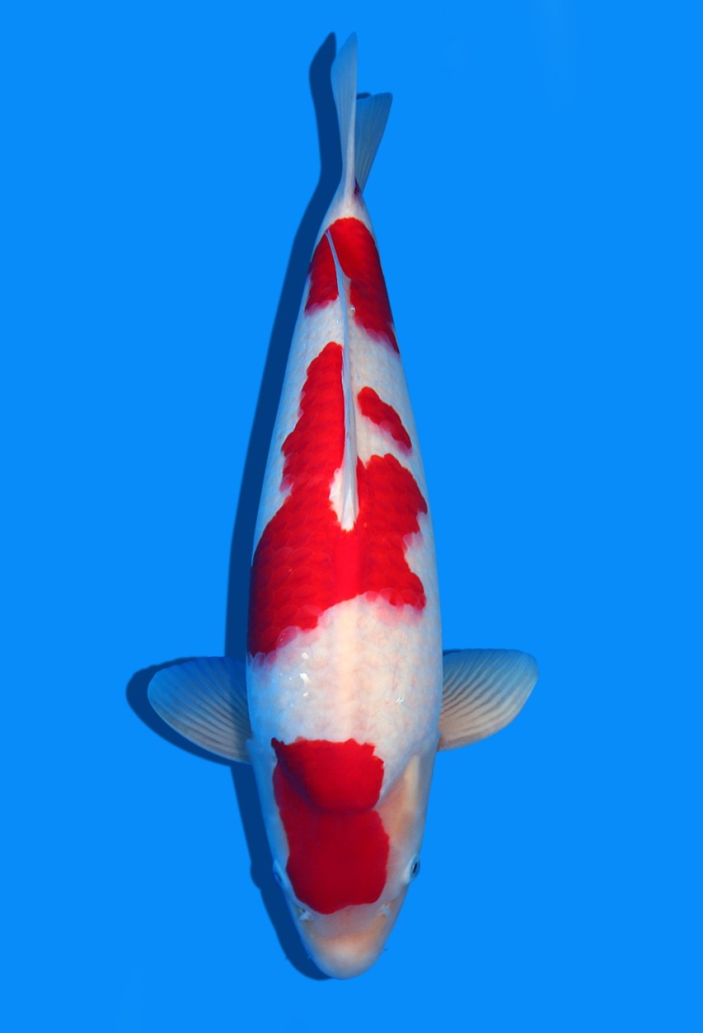 Best In Size A 51 - 55 cm