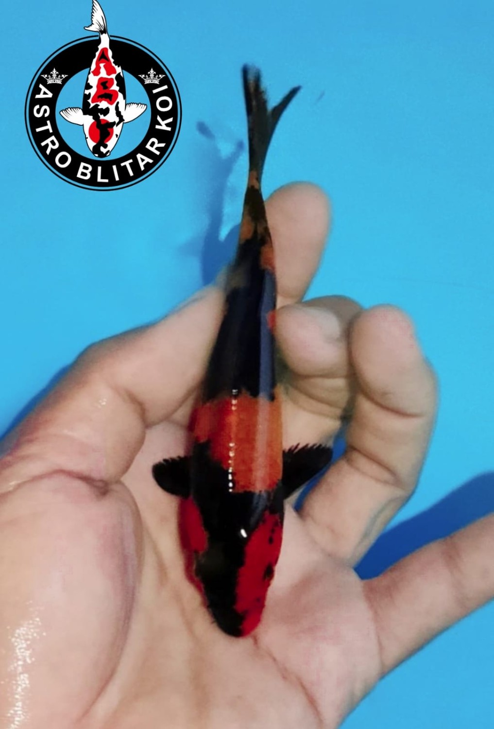 Best In Size D 13-15 cm