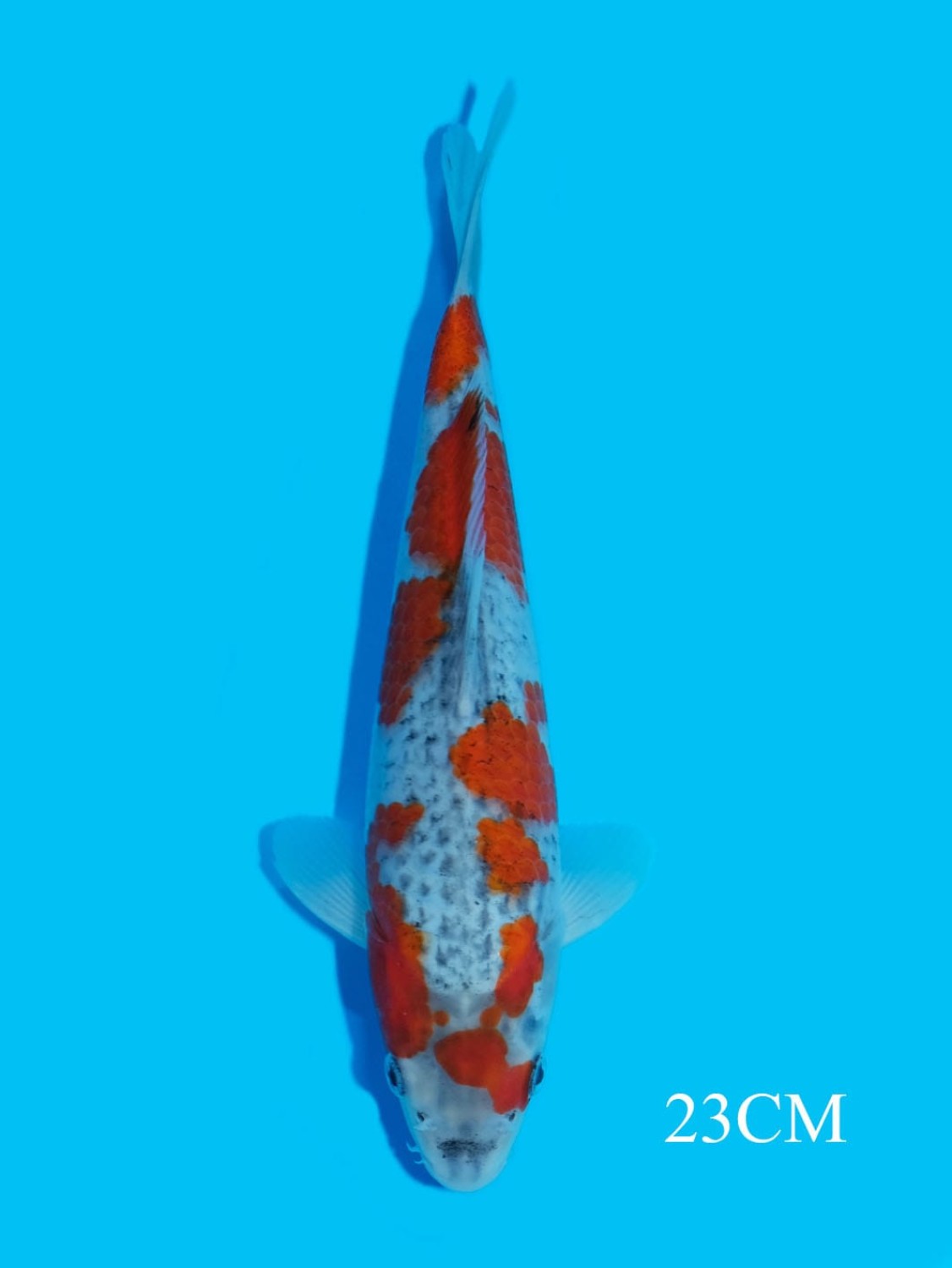 Juara 2