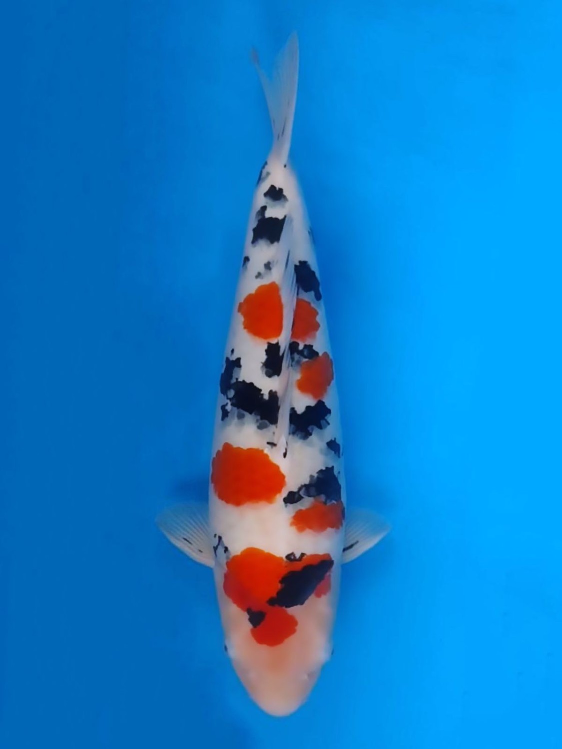 Juara 1