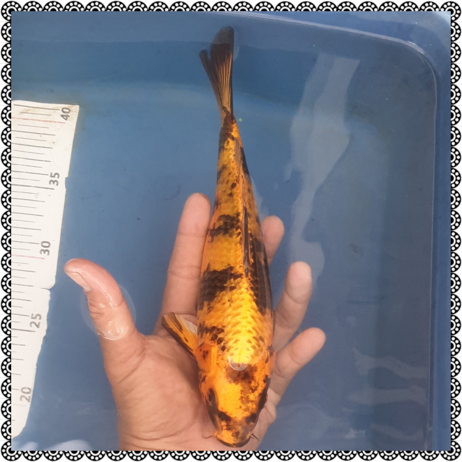 Juara 4