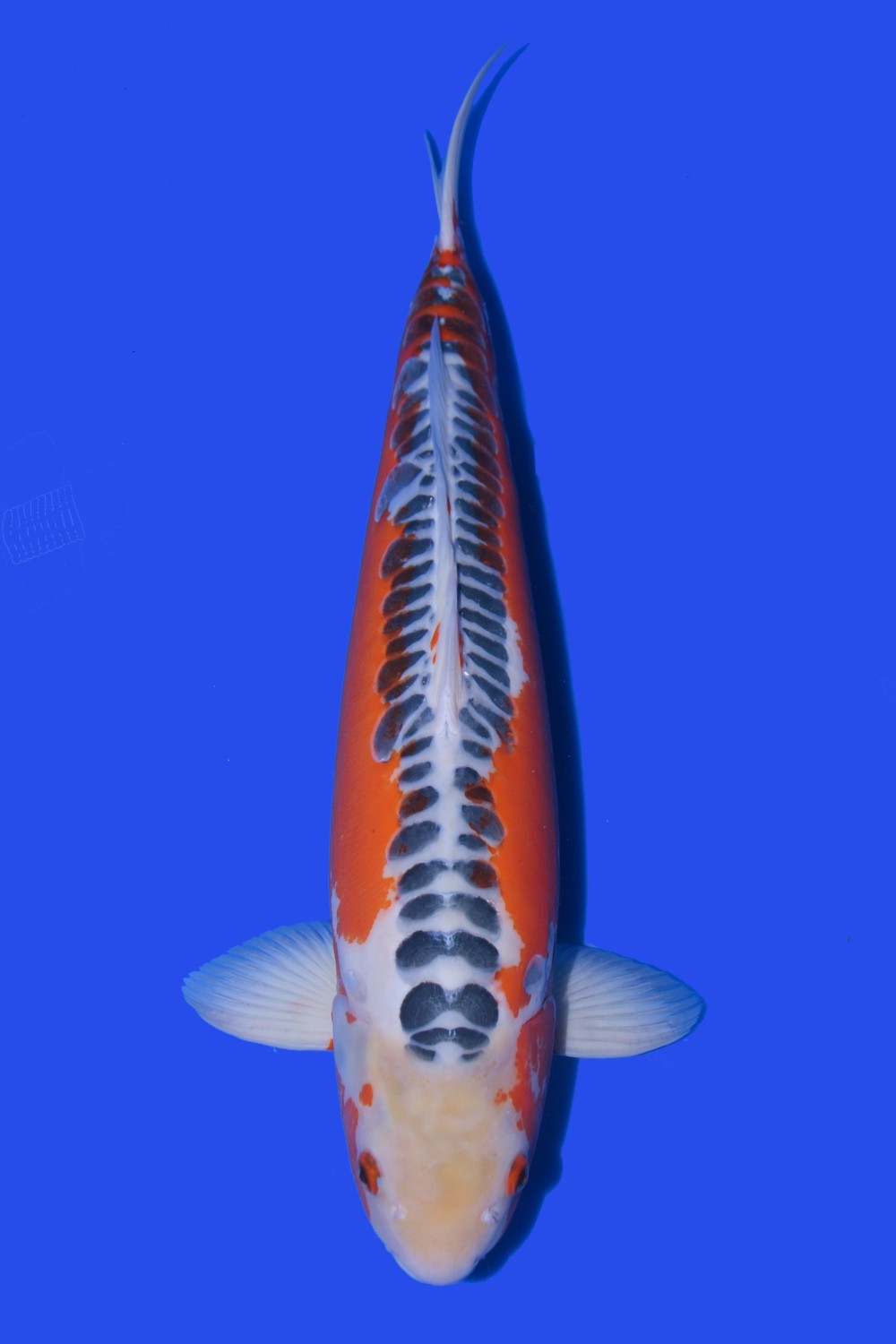 Juara 2