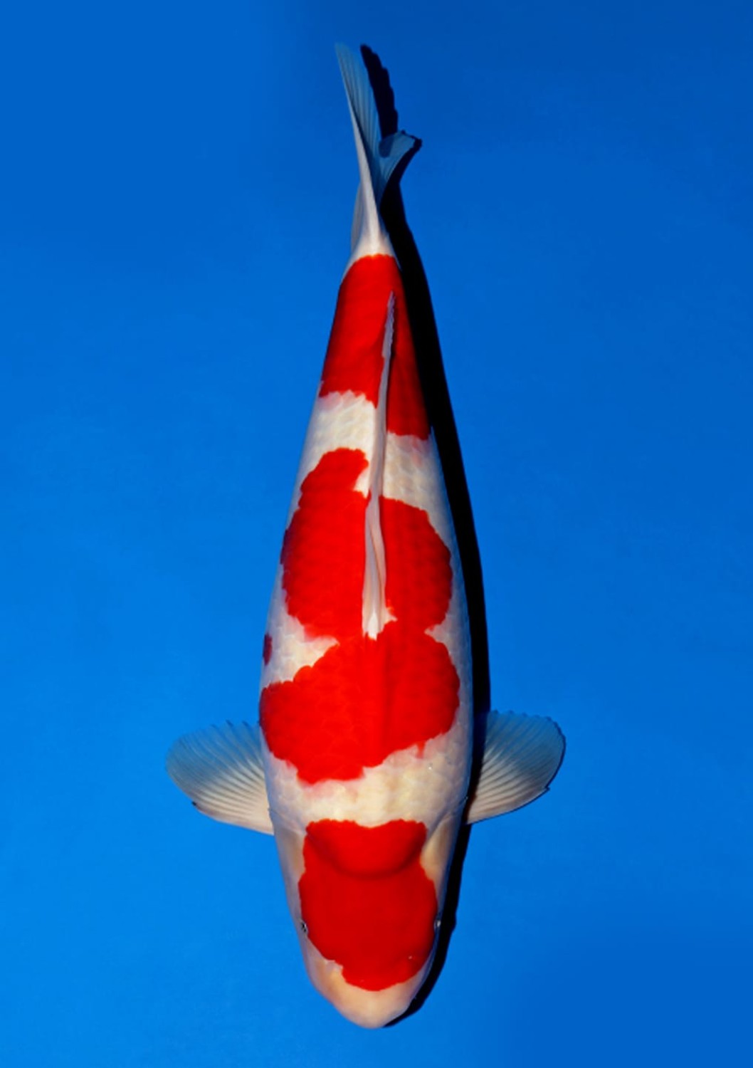 Juara 1