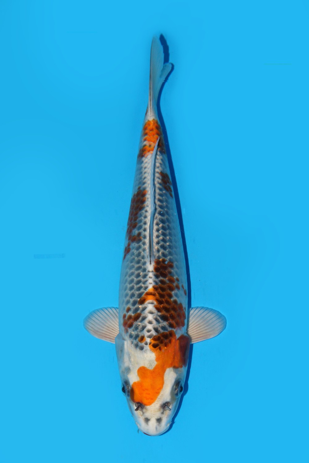 Juara 4