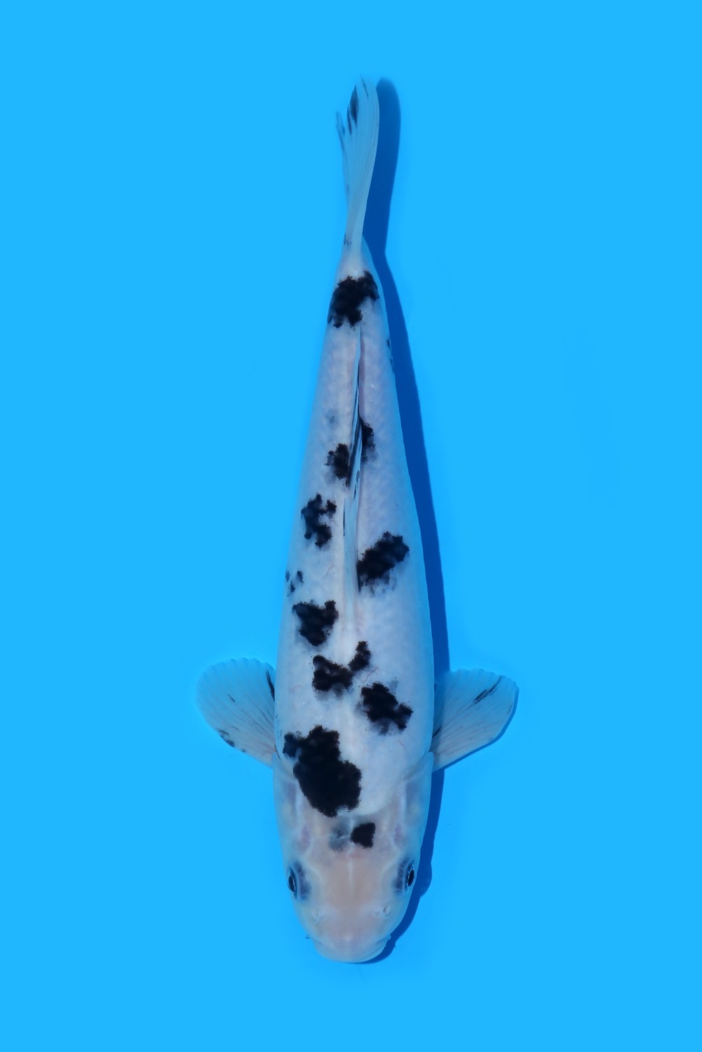 Juara 4