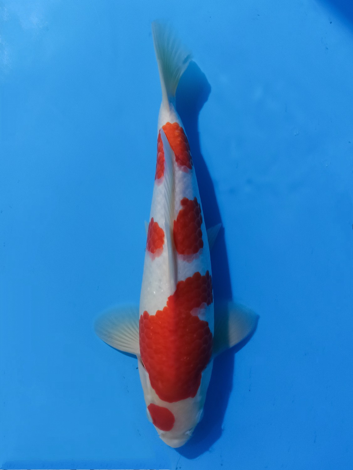 Juara 5