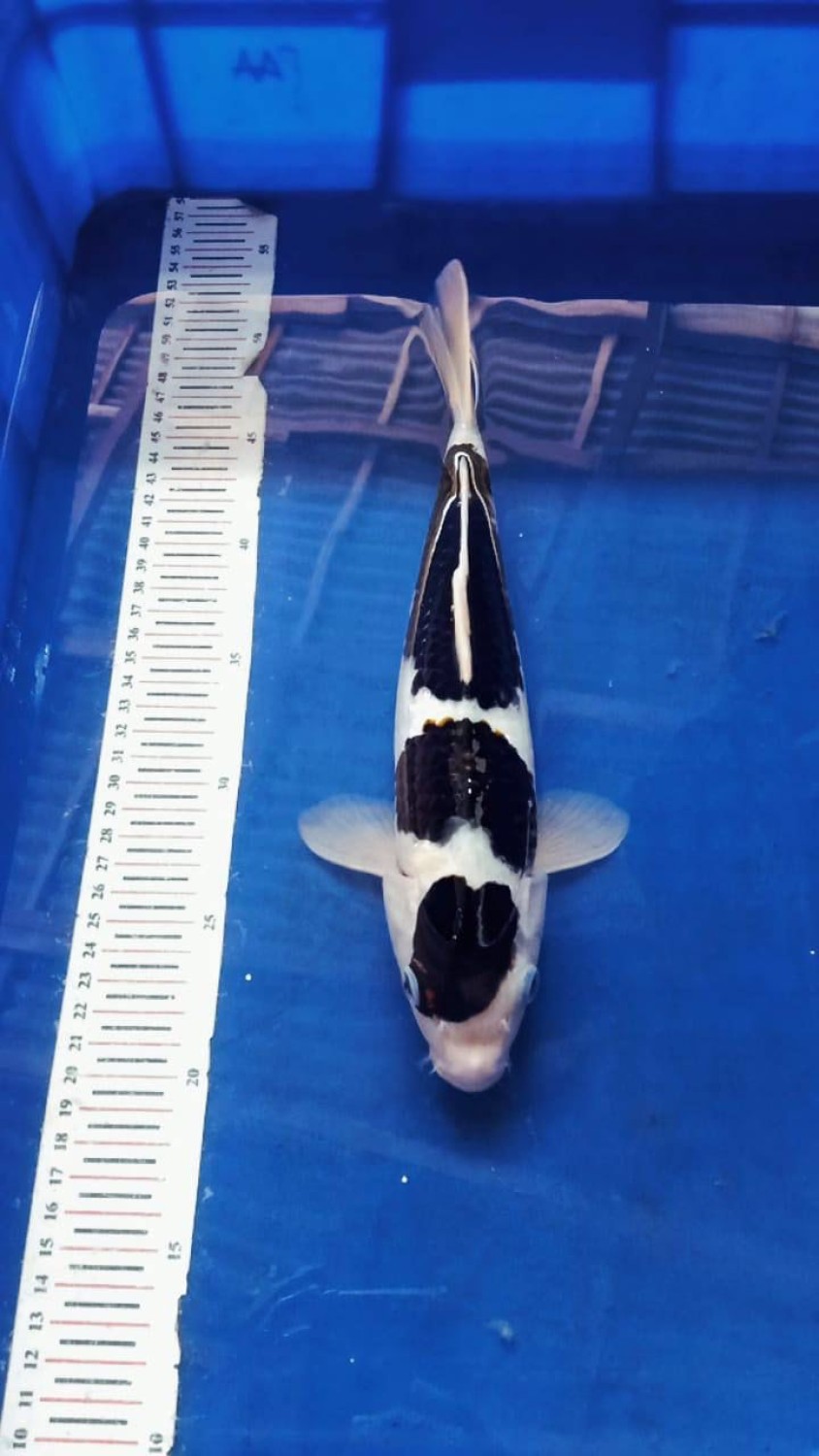 Juara 1