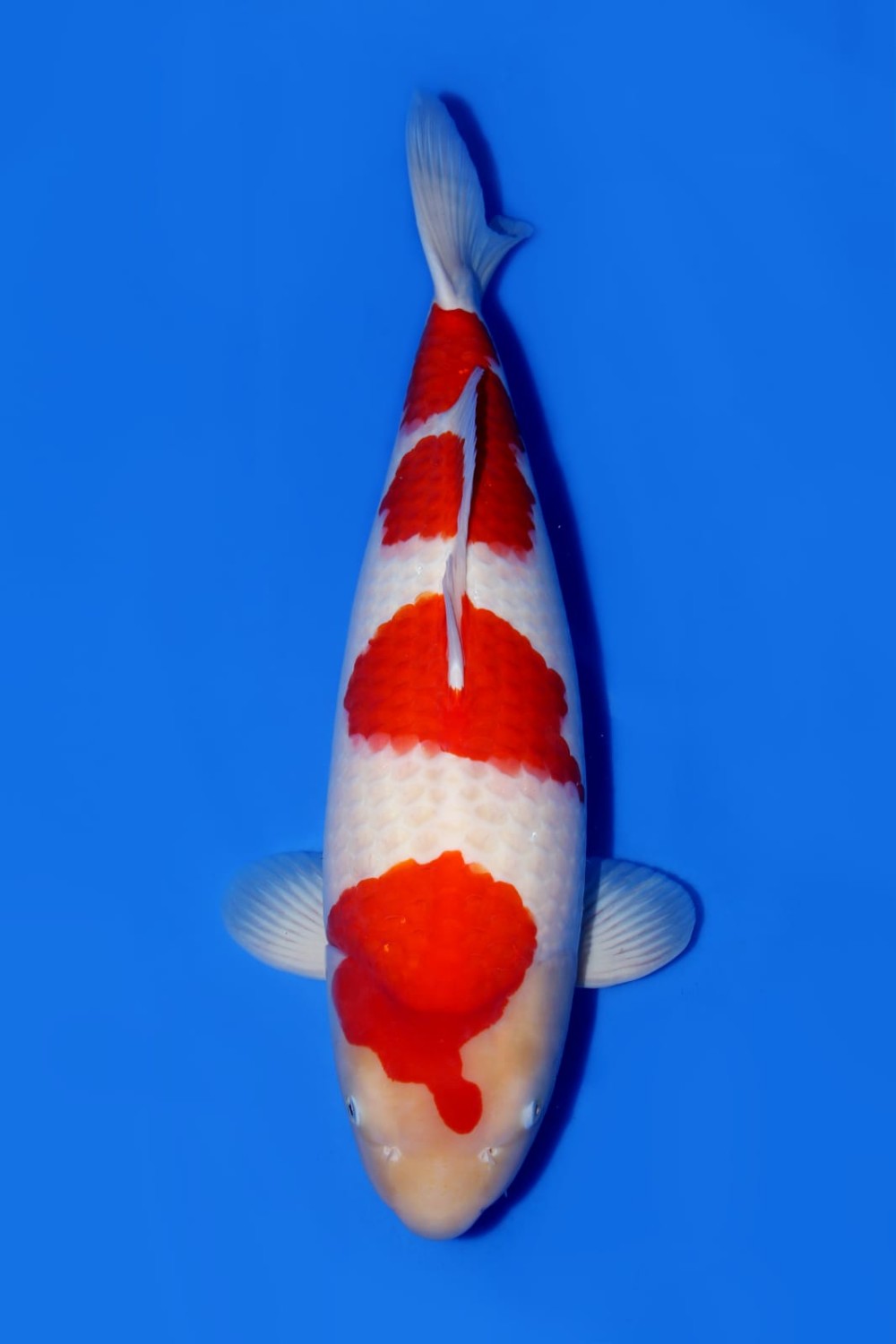 Juara 2