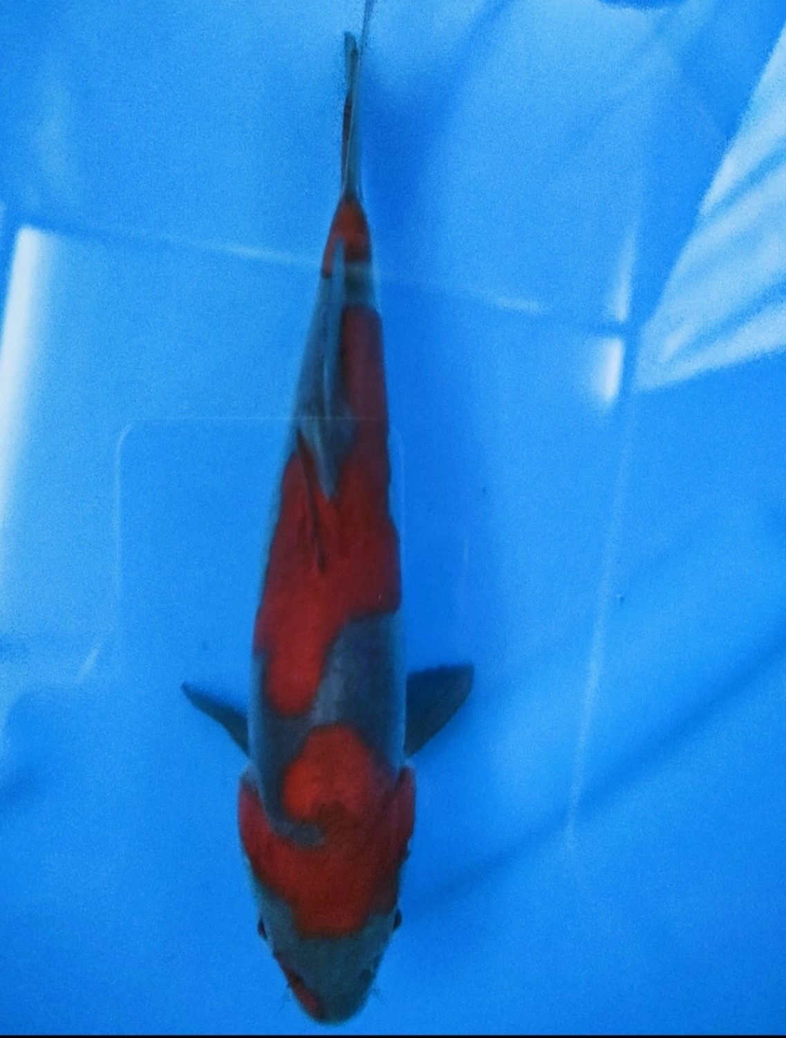 Juara 2