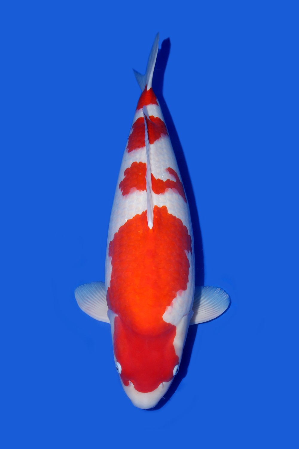 Juara 3