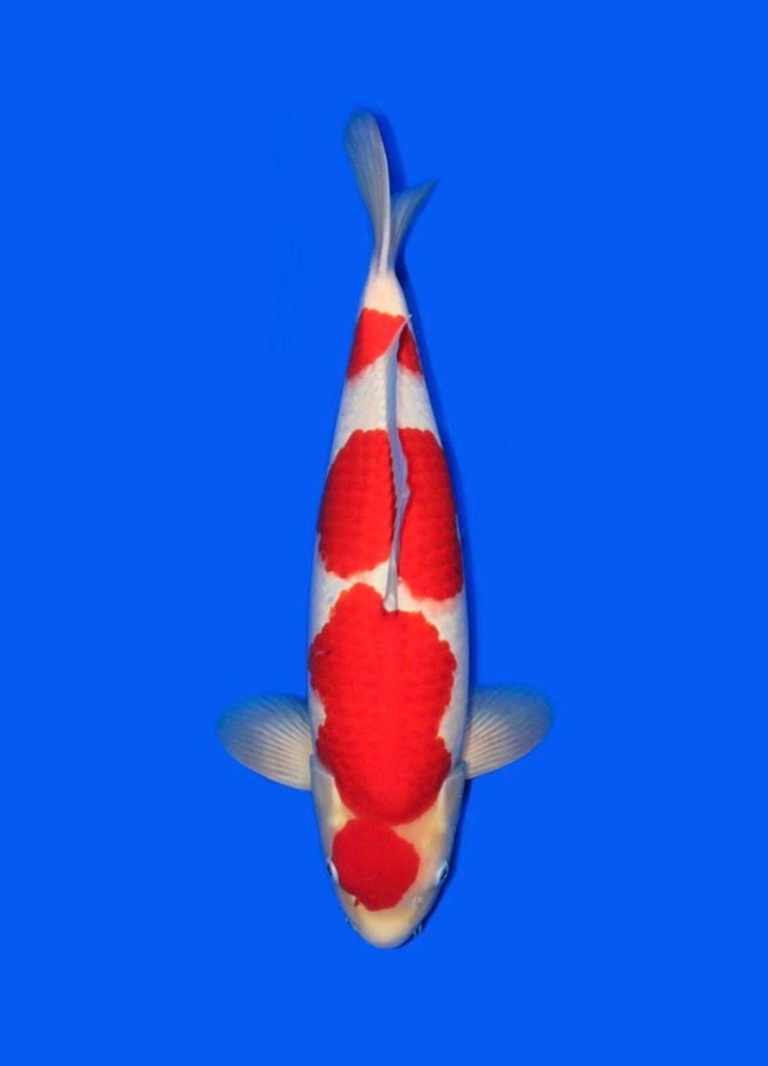 Best In Size A 46 - 50 cm