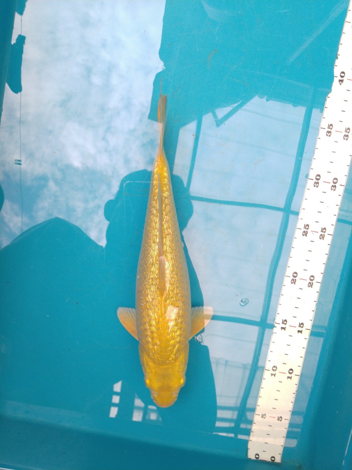 Juara 1