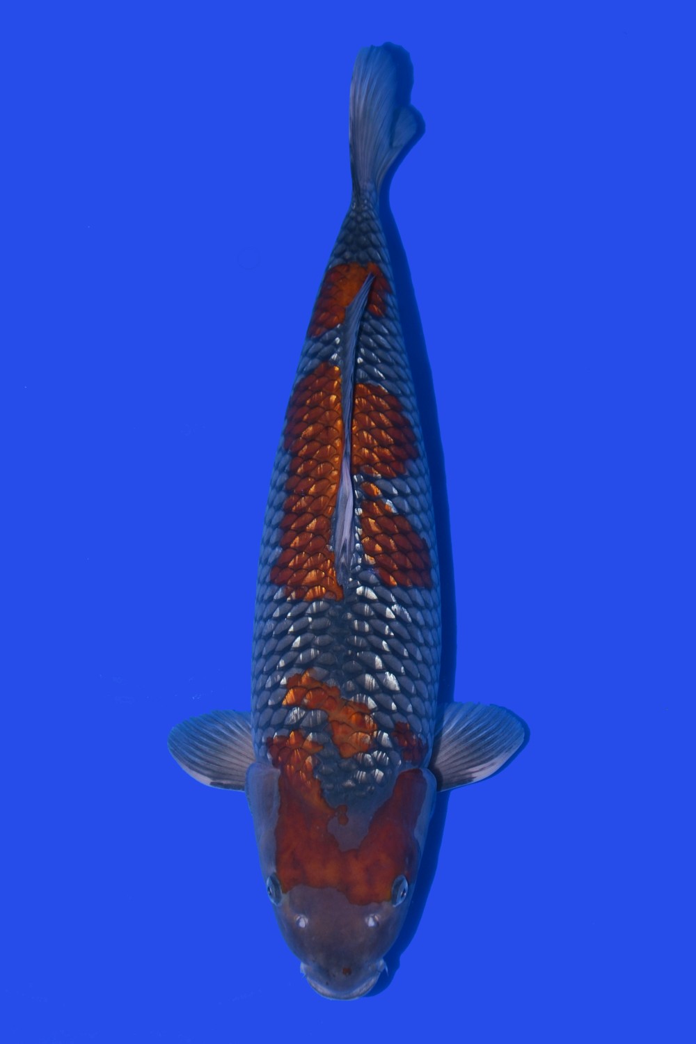 Juara 2