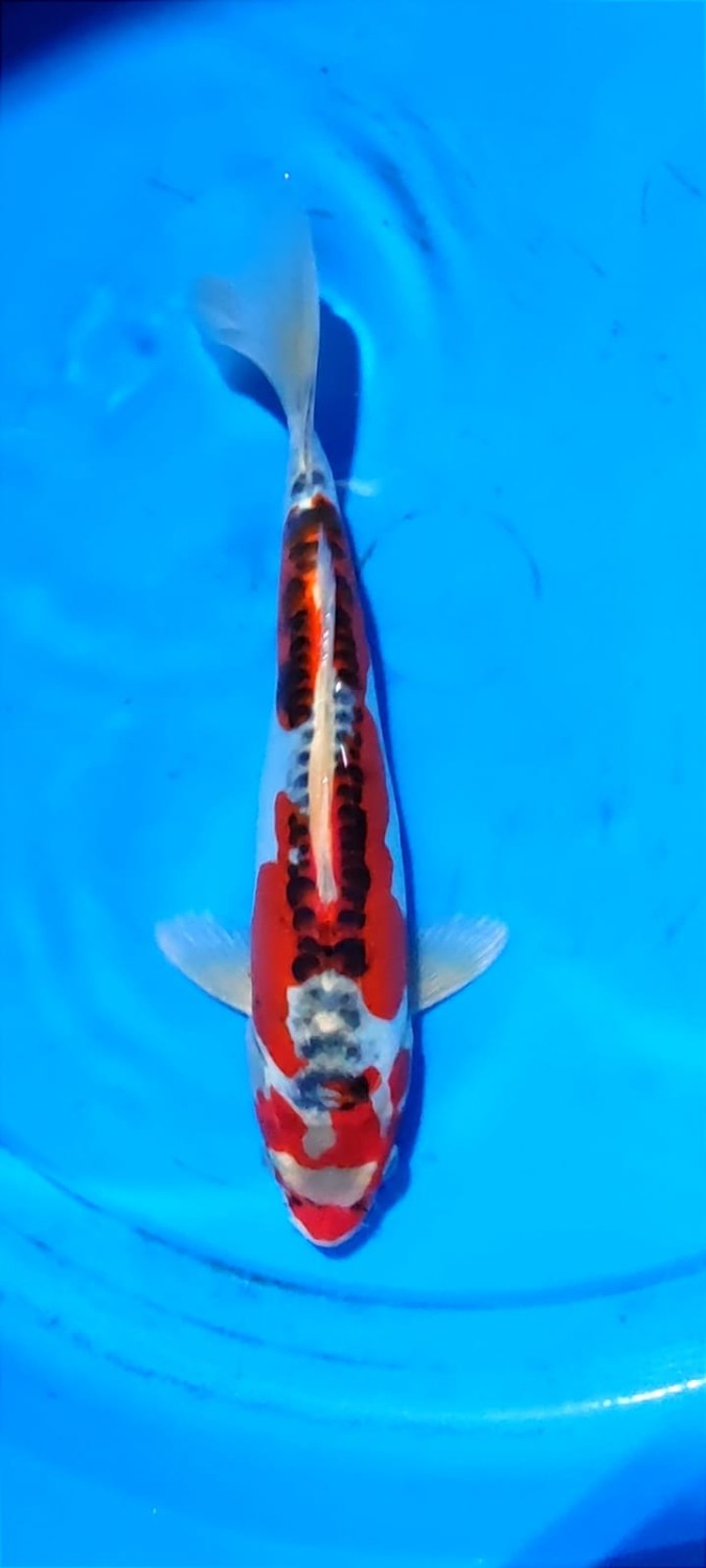 Juara 4
