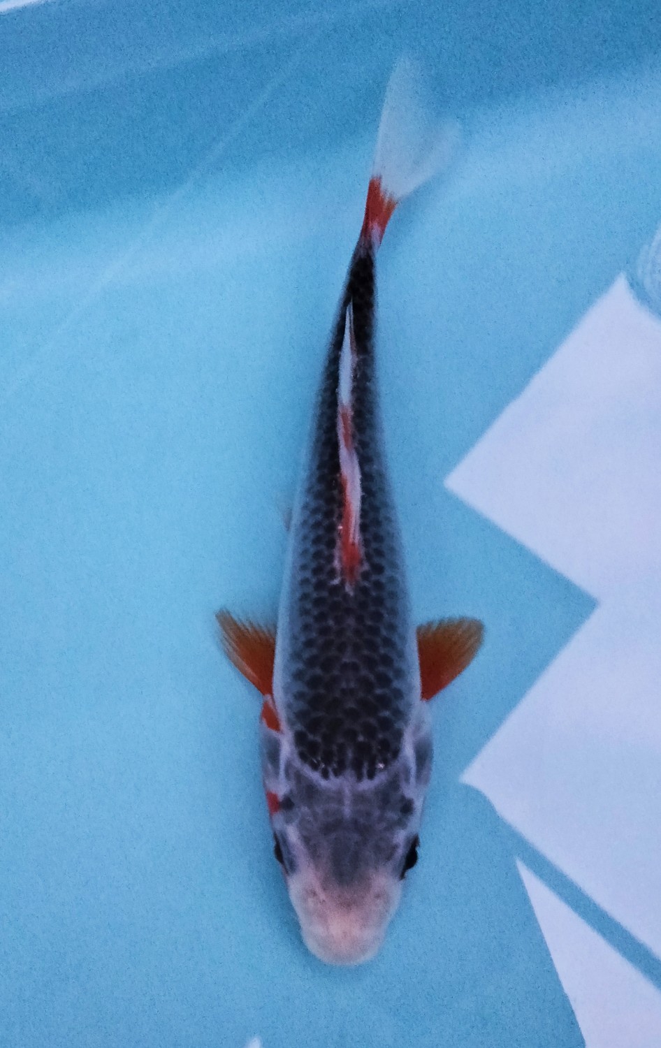Juara 1