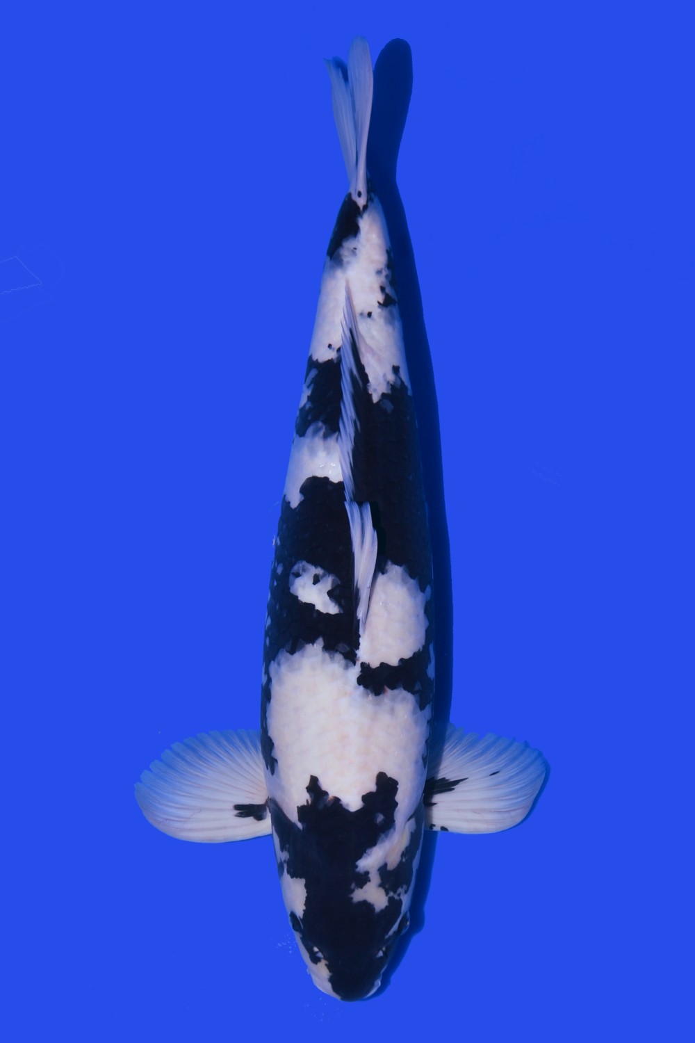 Juara 4