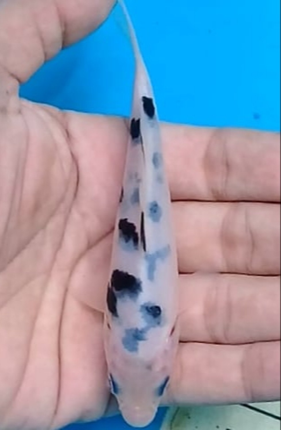 Juara 5