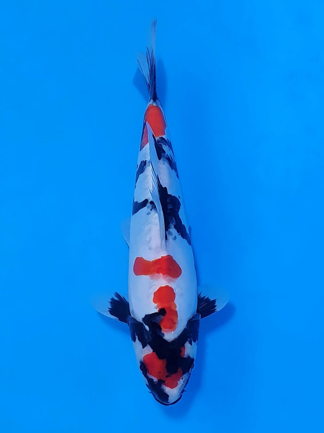 Juara 5