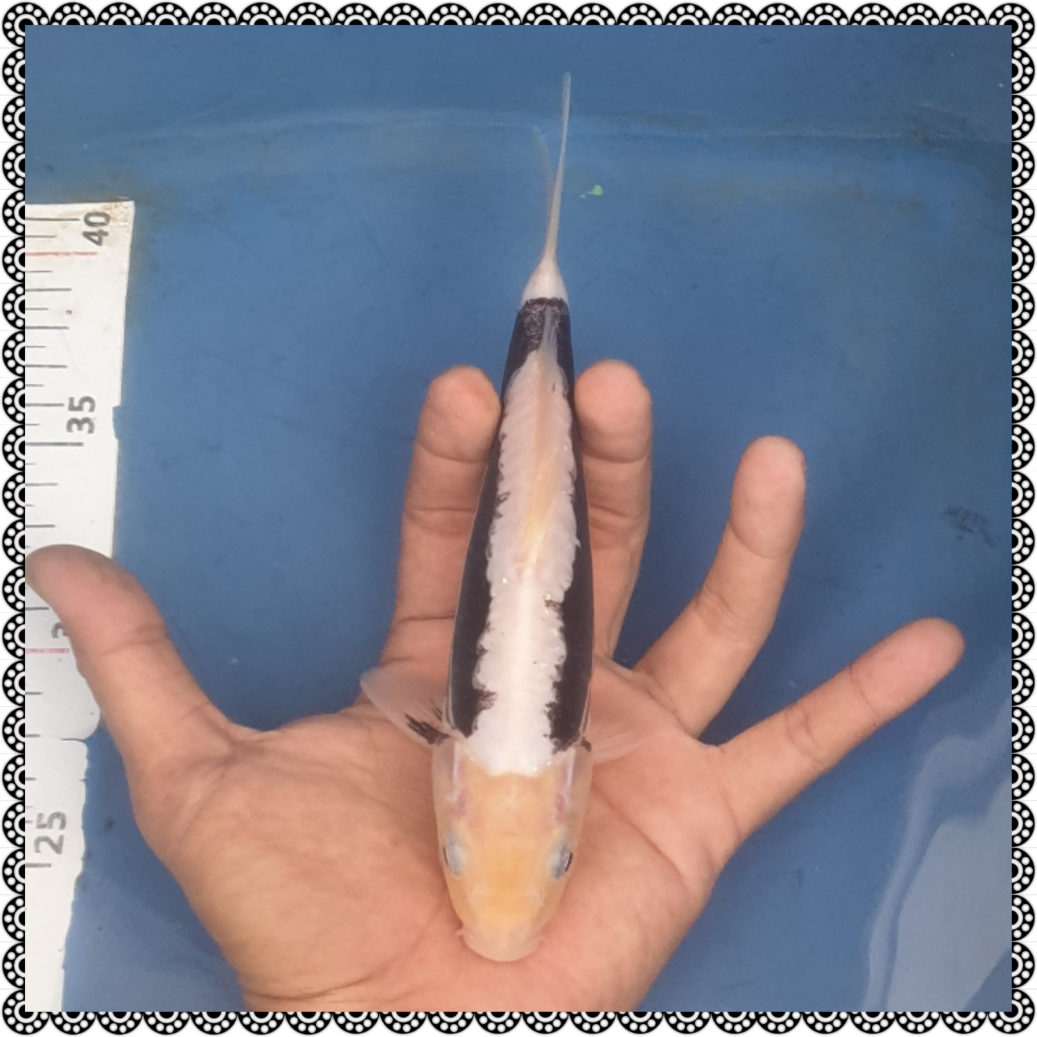 Juara 5