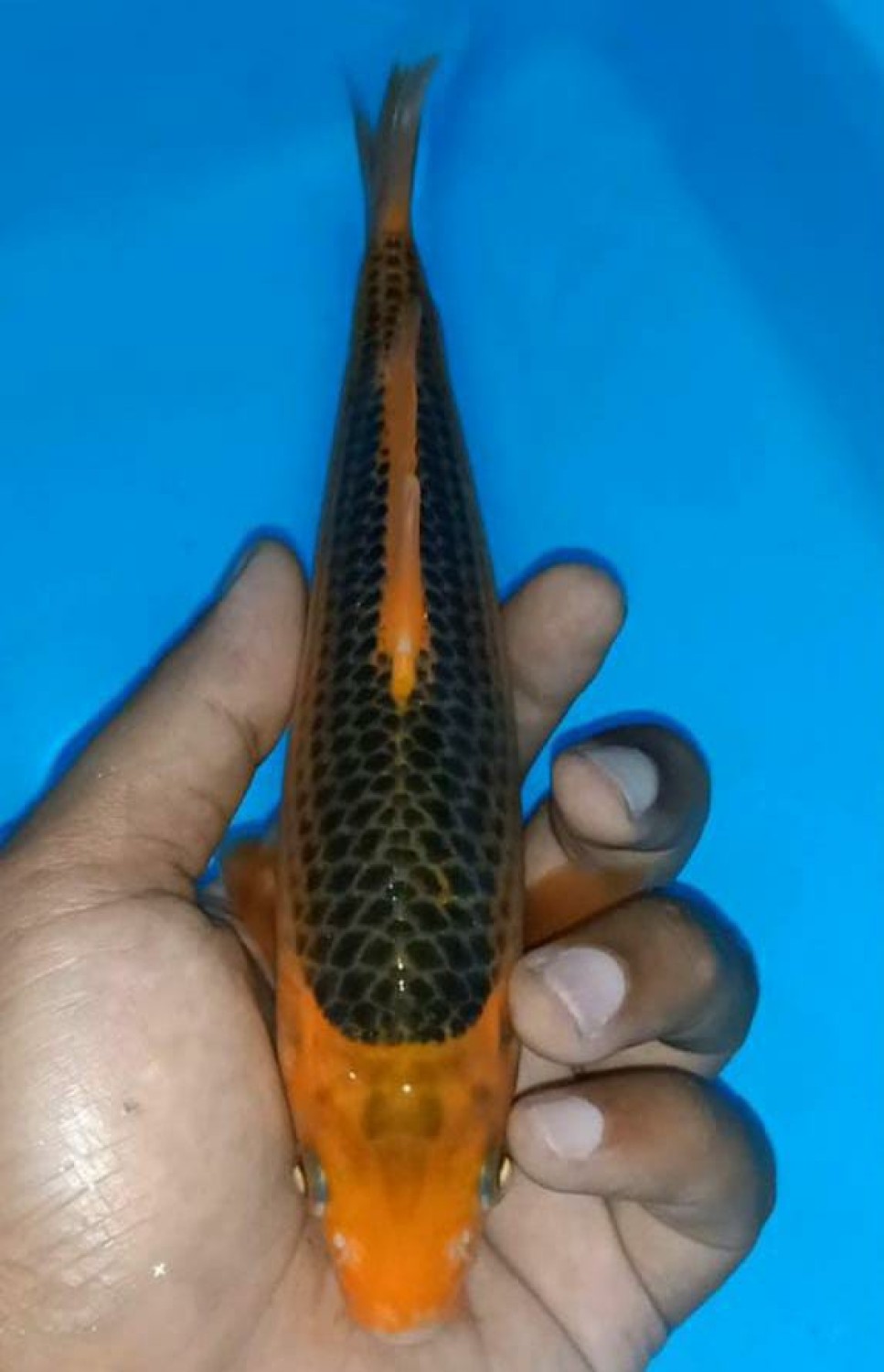 Juara 3