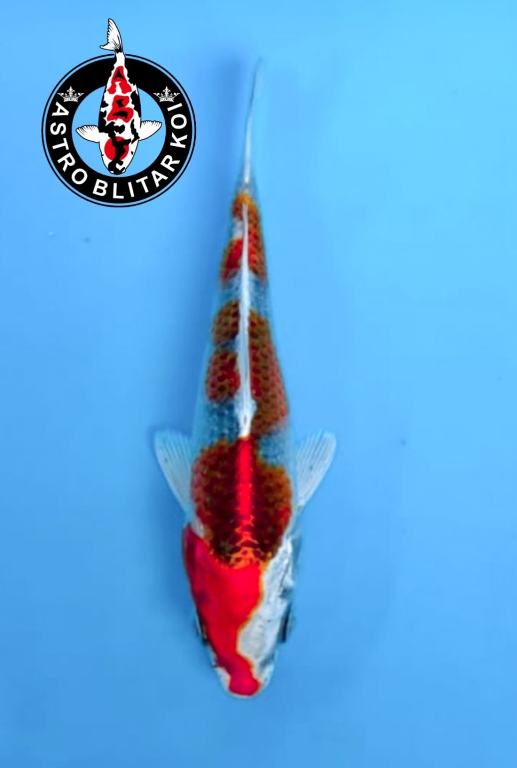Best In Size B 13-15 cm