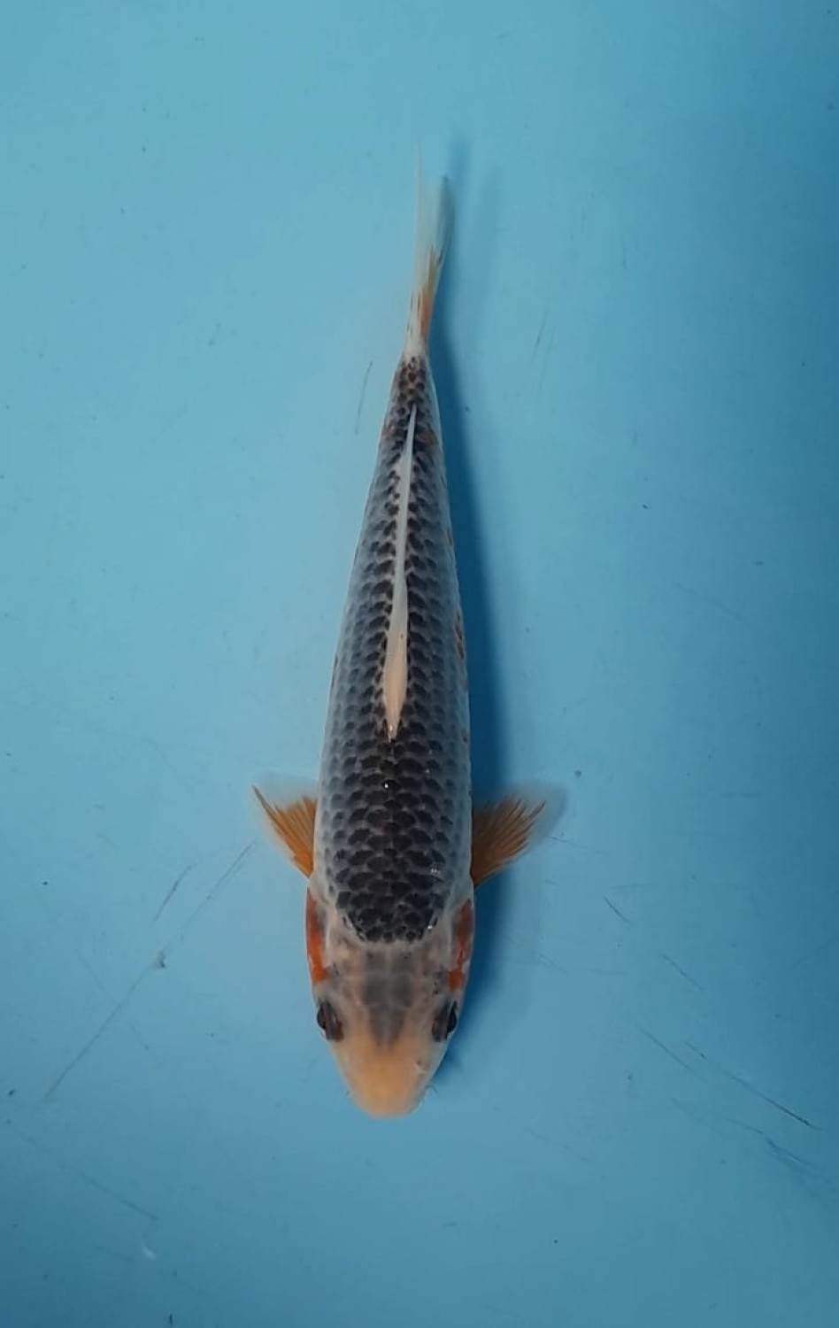 Juara 2