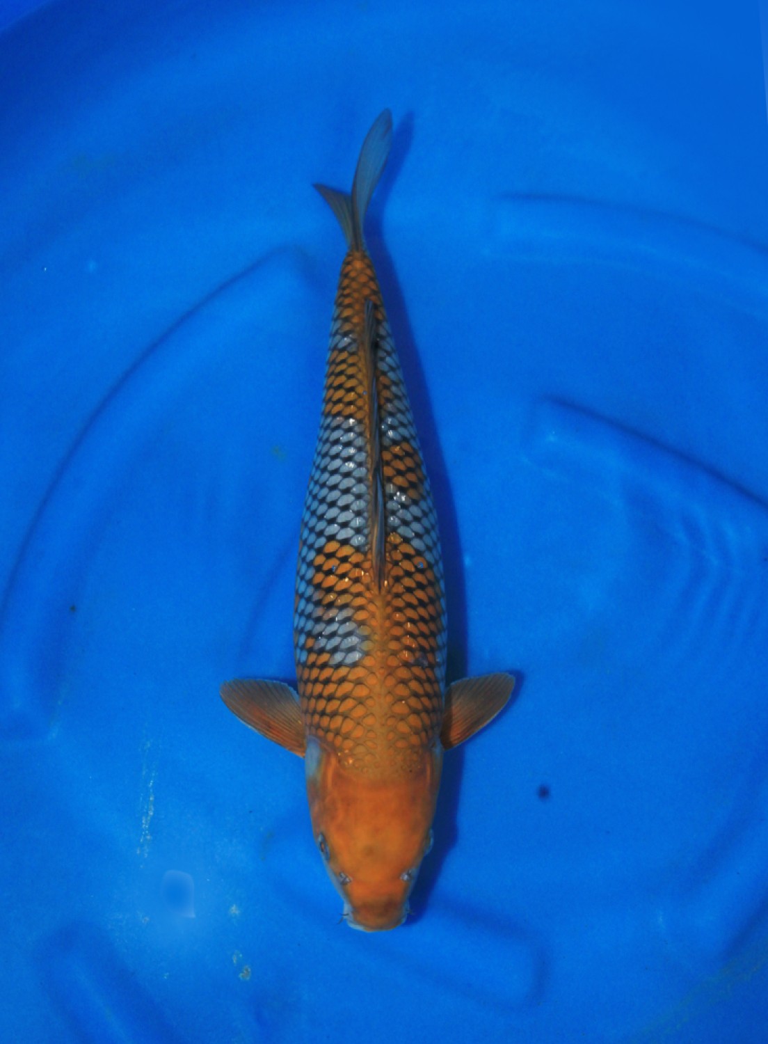 Juara 2