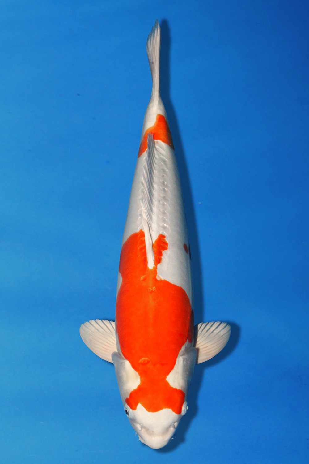 Juara 1