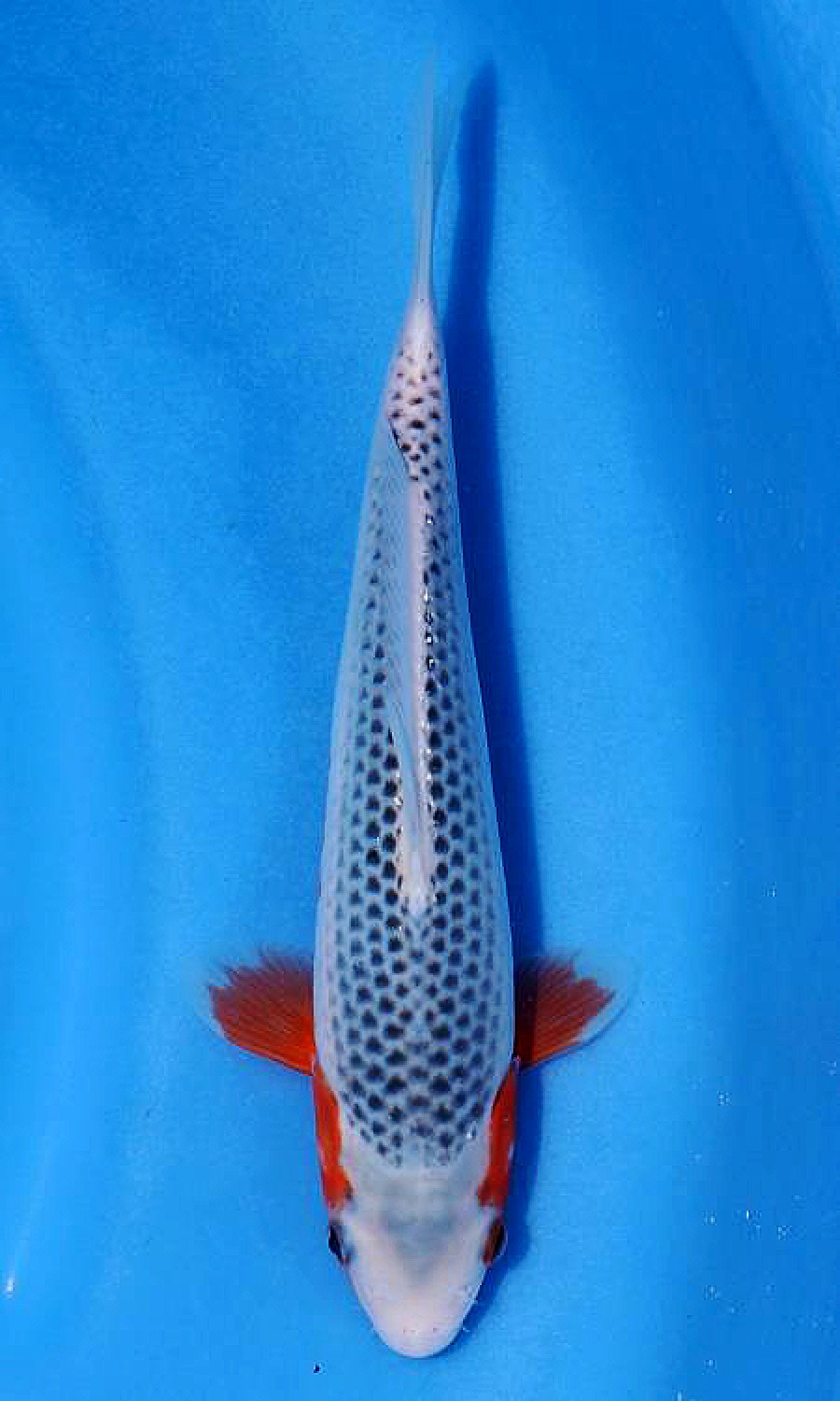 Juara 1
