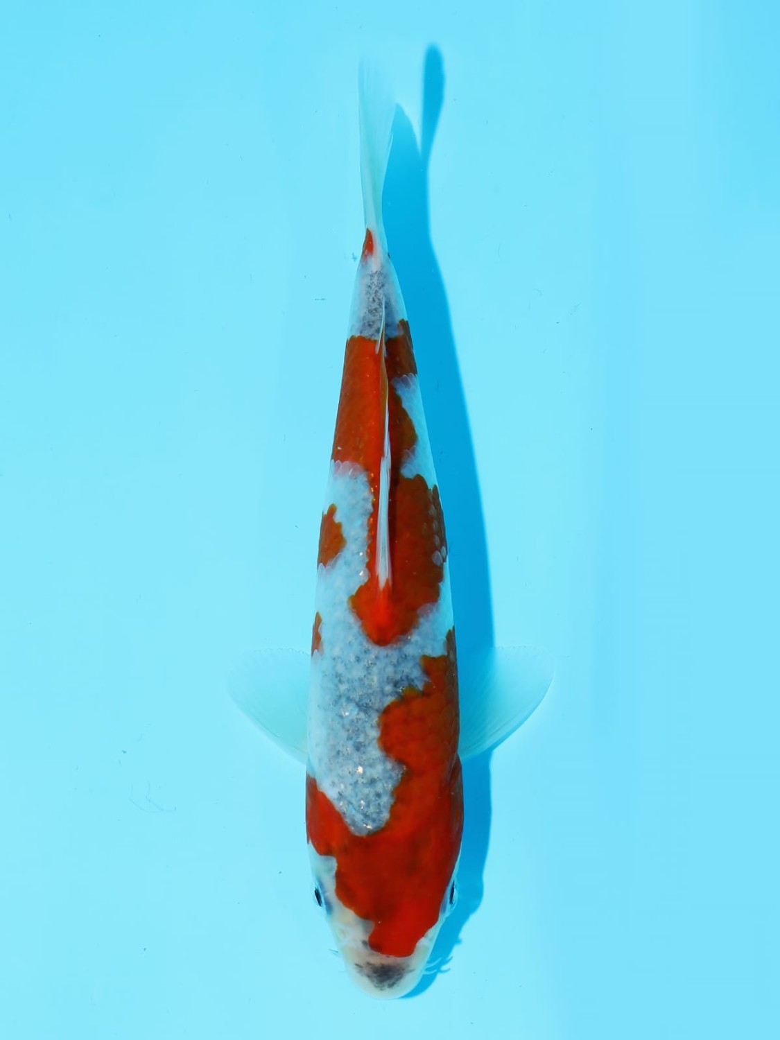Juara 3